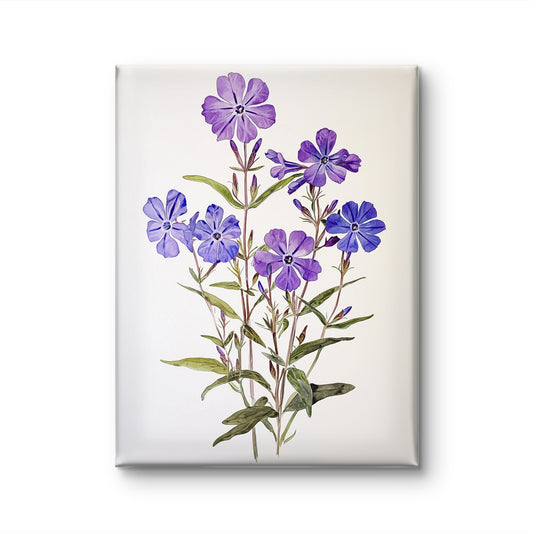 Phlox in Purple by Fleurs de la Terre