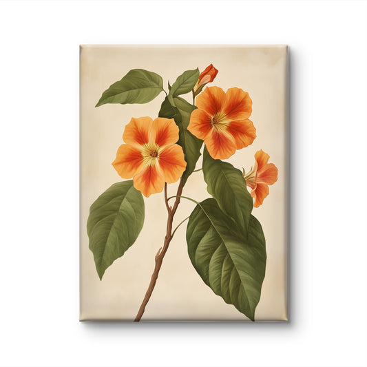 Thunbergia gibsonii by Fleurs de la Terre