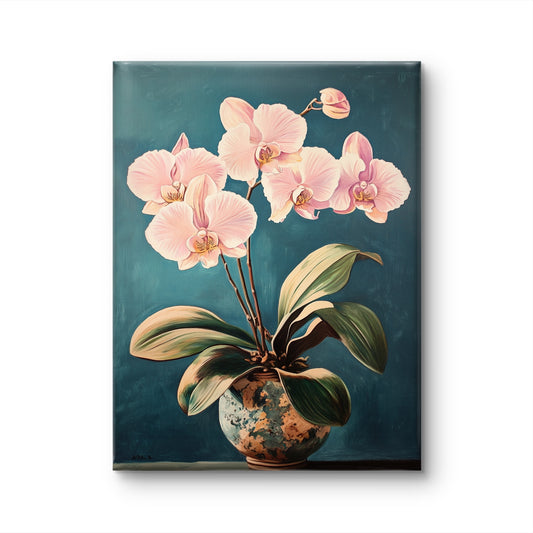 Phalaenopsis aphrodite by Fleurs de la Terre